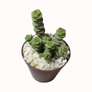 Crassula rupestris subsp. marnieriana 'Green Hottentot kralletjies'