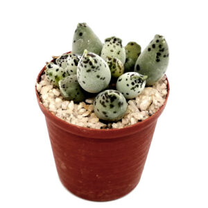 Adromischus cooperi 'Plover Eggs' / 'Spotty'