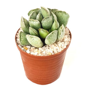 Adromischus-cristatus-subsp.-cristatus in 5cm pot