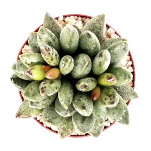 Adromischus schuldtianus TOP