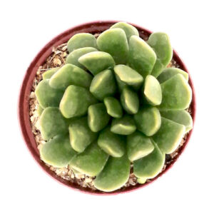 Anacampceros rufescence TOP_500x500