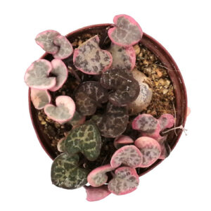 Ceropegia-linearis-subsp.-woodii-Variegata-TOP-VIEW-in 5cm pot