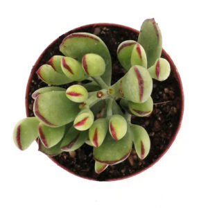 Cotyledon elisae TOP_500x500