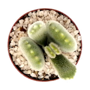 Cotyledon tomentosa ladismithiensis TOP