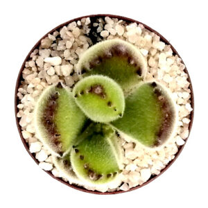 Cotyledon tomentosa subsp. tomentosa TOP #1_500x500
