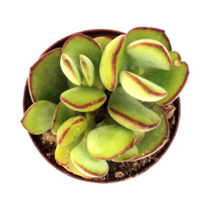 Cotyledon woodii ssp. woodii TOP_500x500
