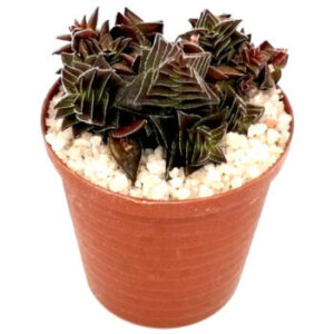 Crassula capitella subsp. thyrsiflora (Pagoda Village 'mini') in a 5cm pot