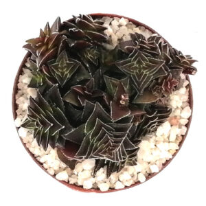 Crassula capitella subsp. thyrsiflora-TOP-VIEW-(Pagoda Village 'mini') in a 5cm pot