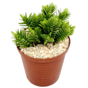 Crassula-ericoides-var.-ericoides (Large whipcord / Karkai) in a 5cm pot