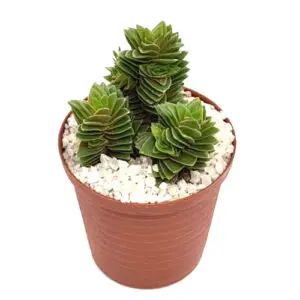 Crassula-estagnol-spiralis in 5cm pot
