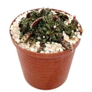 Crassula-exilis-subsp.-cooperi-FULL in 5cm pot
