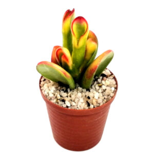 Crassula gollum var. tricolor (Red horn tree/shrek ears) in a 5cm pot
