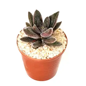 Crassula-justi-corderoyi in 5cm pot