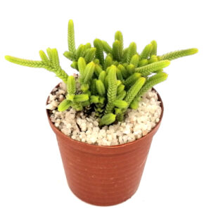 Crassula muscosa (Skoenveterbos / lizard's tail) in 5cm pot