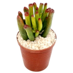 Crassula ovata hobbit (Small shrek ears) in a 5cm pot