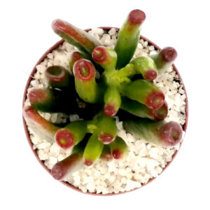 Crassula ovata hobbit-TOP-VIEW-(Small shrek ears) in a 5cm pot