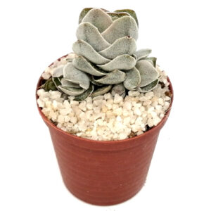 Crassula pangolin (Ivory pagoda) in a 5cm pot