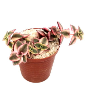 Crassula pellucida subsp. marginalis 'variegata' (Calico kitten) in a 5cm pot
