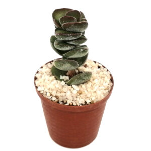 Crassula perforata subsp. kougaensis (Brown sosatie / concertina plant) in 5cm pot