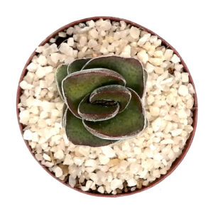 Crassula perforata subsp. kougaensis-TOP-VIEW-(Brown sosatie / concertina plant) in 5cm pot