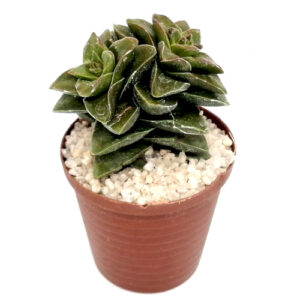 Crassula rupestris (Springtime) in a 5cm pot