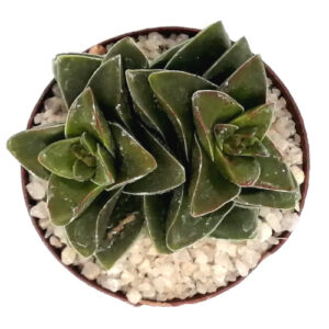 Crassula rupestris-TOP-VIEW-(Springtime) in a 5cm pot