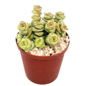 Crassula rupestris subsp. marnieriana (Hottentot / Chinese pagoda) in a 5cm pot