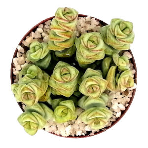 Crassula rupestris subsp. marnieriana-TOP-VIEW-(Hottentot / Chinese pagoda) in a 5cm pot