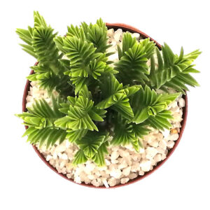 Crasulla eriricoides var. erricoides TOP #1_500x500