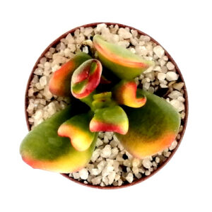 Crasulla gollum var. tricolor TOP_500x500