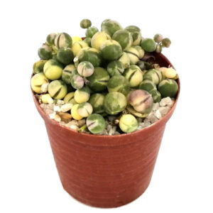 Curio rowleyanus var. variegata (Varigated string of beads) in 5cm pot