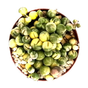 Curio-rowleyanus-var.-variegata-TOP-VIEW-(Varigated string of beads)