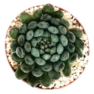 Echeveira rundellii TOP_500x500