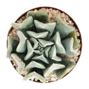 Echeveira ruyonii TOP_500x500