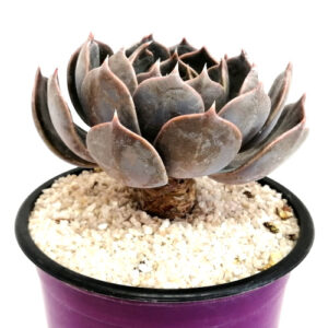 Echeveria 'Marom Brown'
