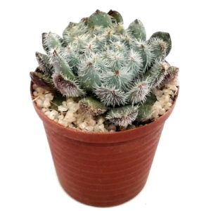 Echeveria deminuta setosa (Firecracker plant) in 5cm pot
