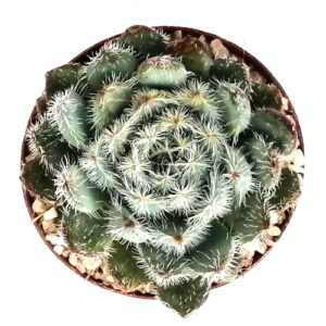 Echeveria deminuta setosa-TOP-VIEW-(Firecracker plant) in 5cm pot