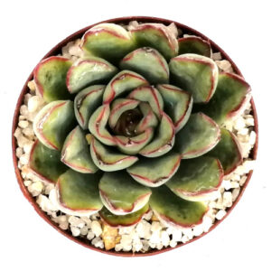 Echeveria pelusida-TOP-VIEW-(Mexican Hat) in 5cm pot