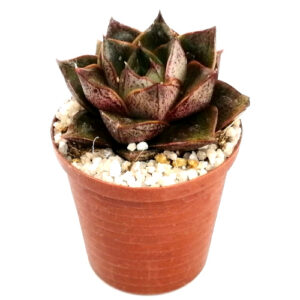 Echeveria purpusorum (Rose of urbinia) in 5cm pot