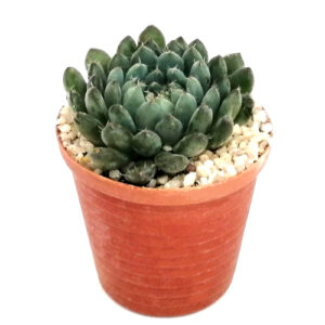 Echeveria-rundelli (Mexican firecracker) in 5cm pot