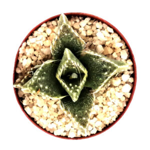 Faucaria tuberculosa-TOP-VIEW-(Vygie) in 5cm pot