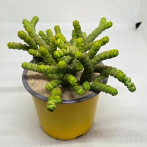 Crassula rupestris subsp. kougaensis 'mini green'