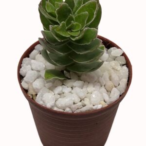 Crassula dejecta syn. undulata (Doily Crassula