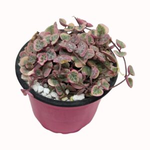 Ceropegia linearis subsp. woodii 'Variegata' string of Hearts'