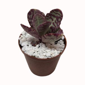 Kalanchoe humilis syn. Kalanchoe prasina/Zebra Kalanchoe'