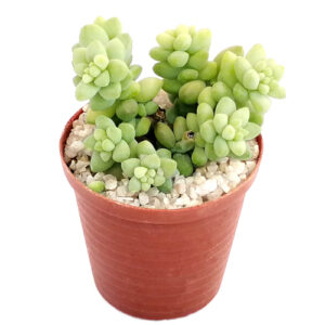 Sedum-burrito (Baby donkey's tail) in 5cm pot