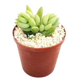 Sedum morganianum (Donkey's tail/Burro's tail) in 5cm pot