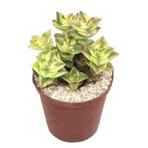 Crassula perforata subs. variegata in 5cm pot