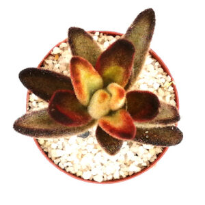 kalanchoe tomentosa Rubra hybrid TOP_500x500