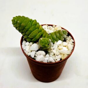 Crassula columella 'Little Column' Richtersveld